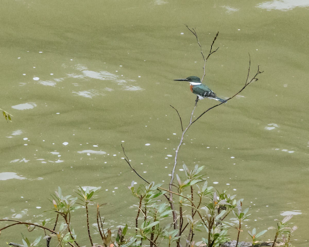 Green Kingfisher - ML628037324