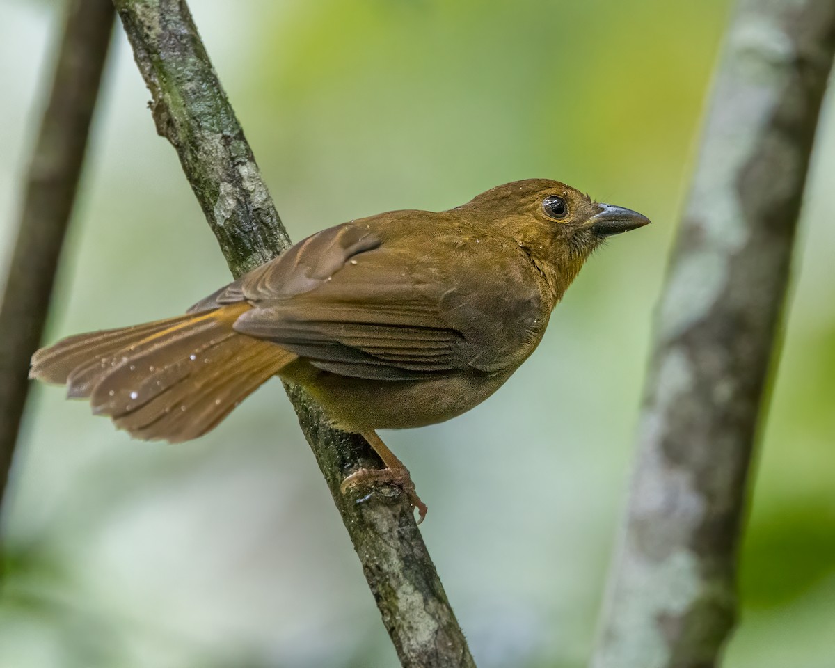 Red-throated Ant-Tanager - ML628037329