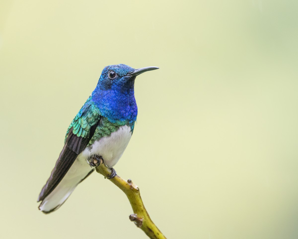 White-necked Jacobin - ML628037340