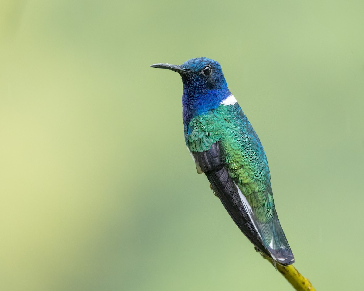 White-necked Jacobin - ML628037341