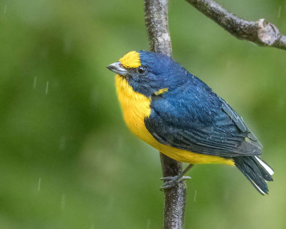 Yellow-throated Euphonia - ML628037354