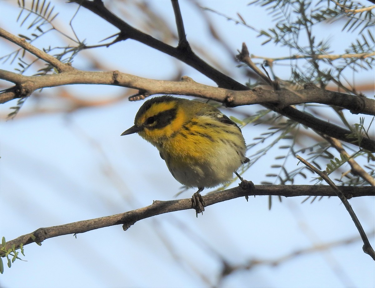 Townsend's Warbler - ML628037358