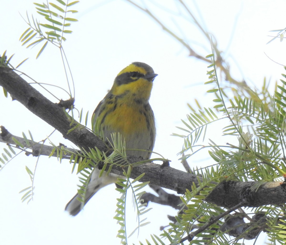 Townsend's Warbler - ML628037376