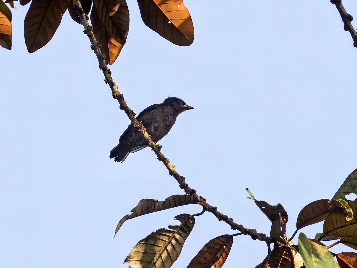 Purple-throated Cuckooshrike - ML628037470