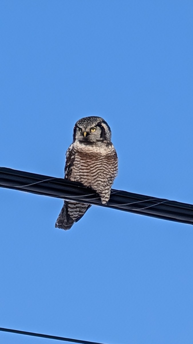 Northern Hawk Owl - ML628037488