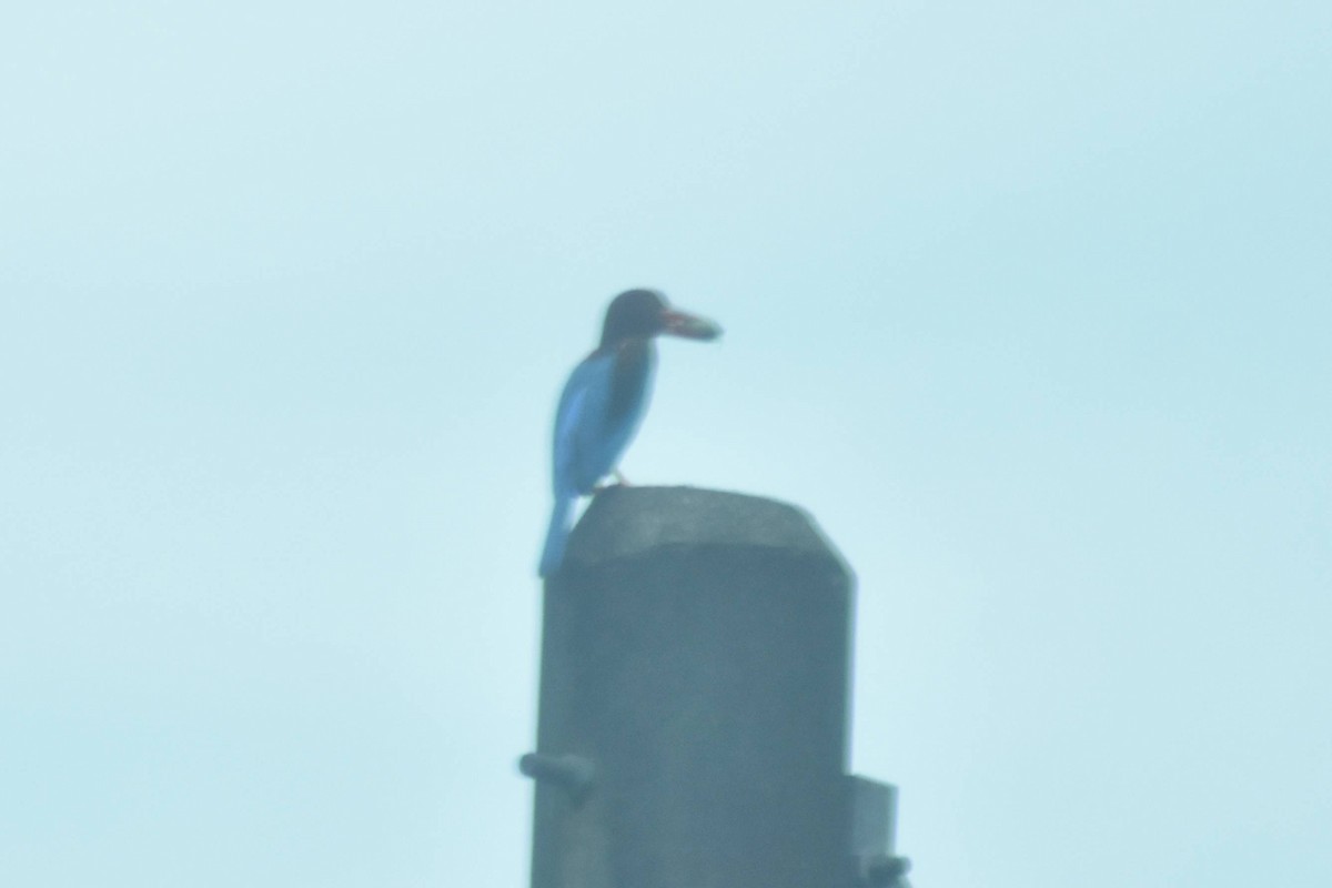 White-throated Kingfisher - ML628037493