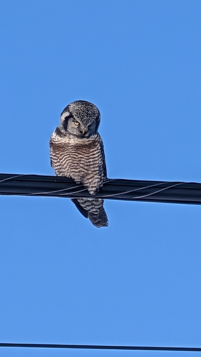 Northern Hawk Owl - ML628037505
