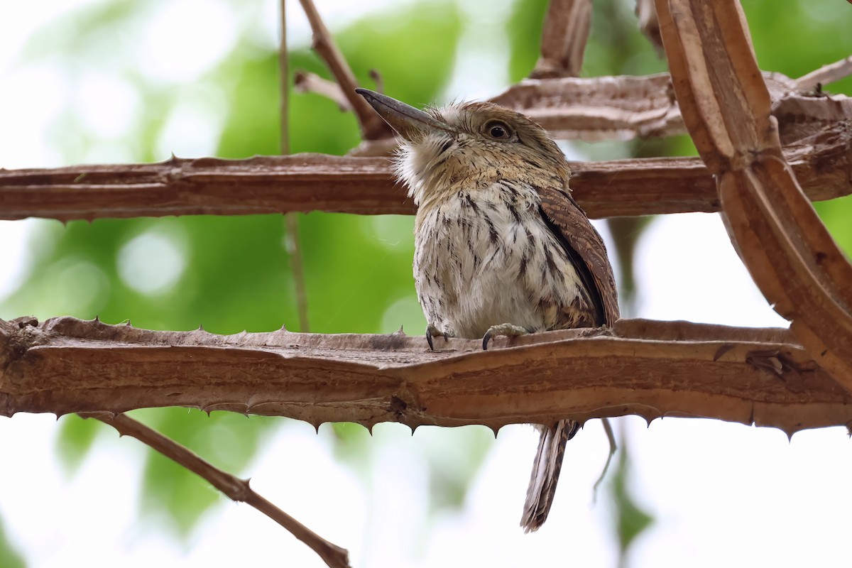 Western Striolated-Puffbird - ML628037544