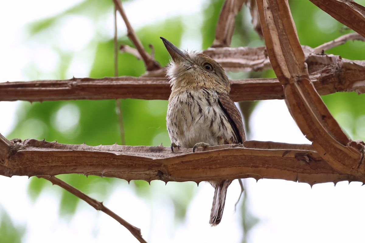 Western Striolated-Puffbird - ML628037545