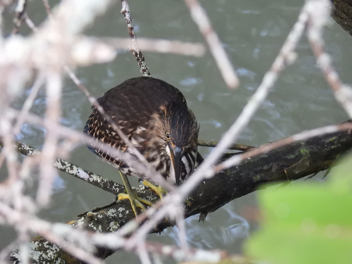 Striated Heron - ML628037557