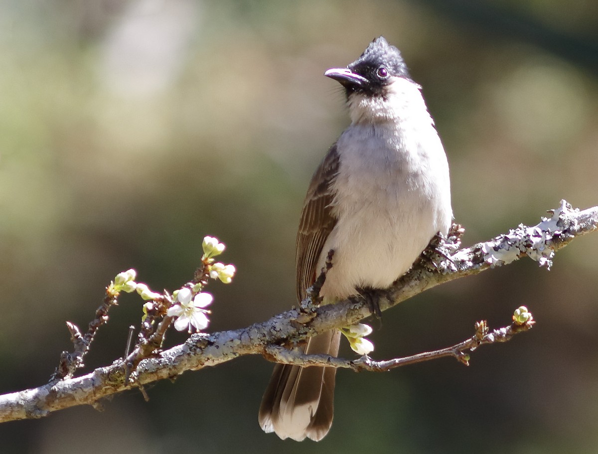 Bulbul Ventridorado - ML628037569