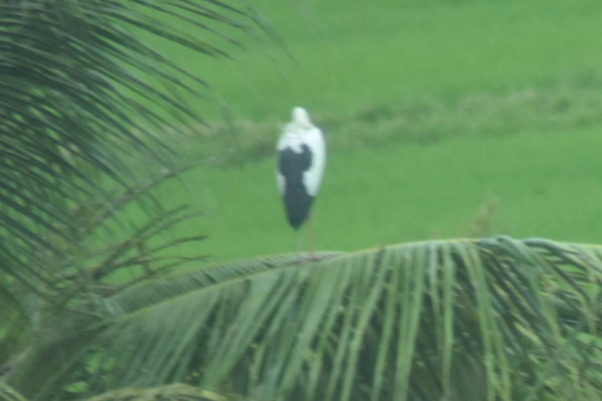 Asian Openbill - ML628037575