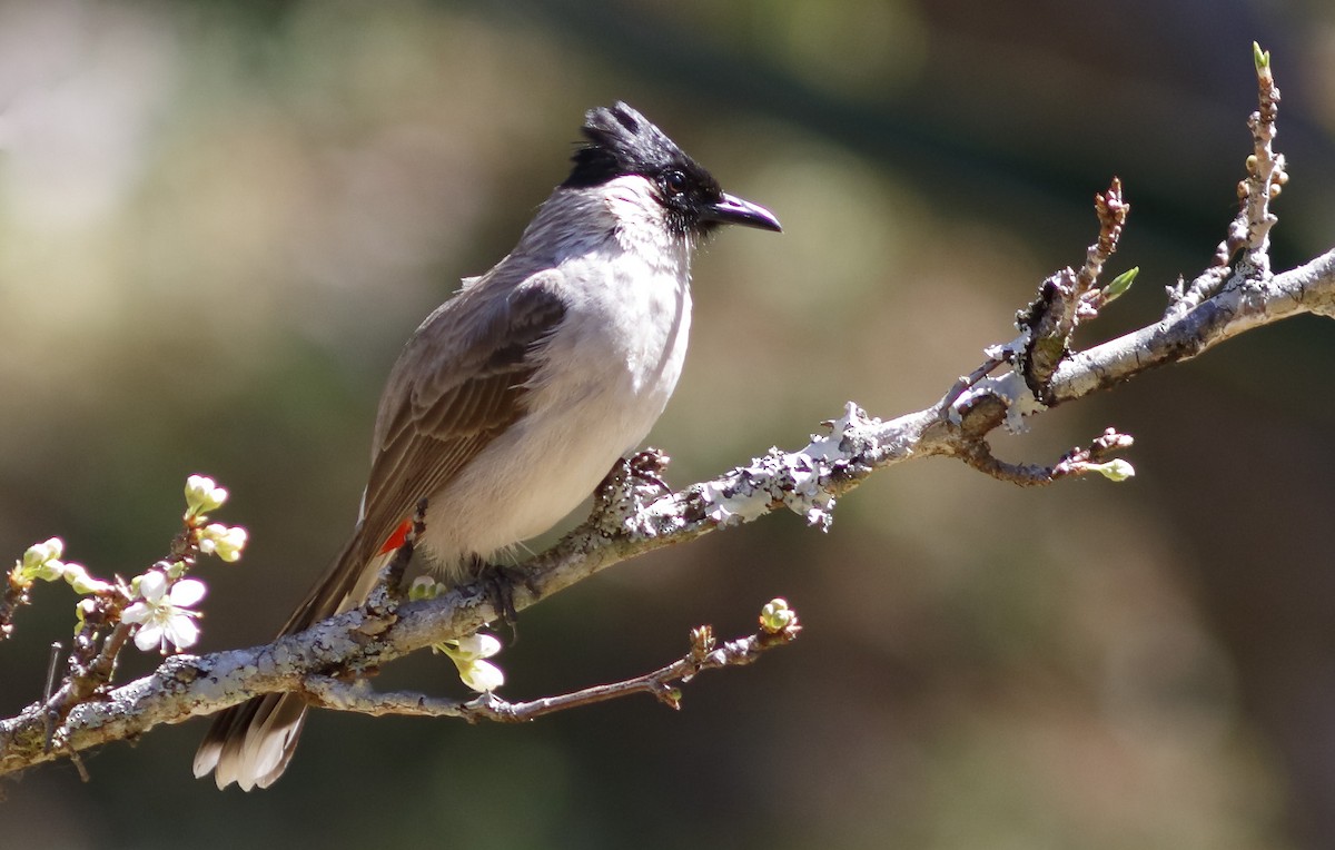 Bulbul Ventridorado - ML628037577