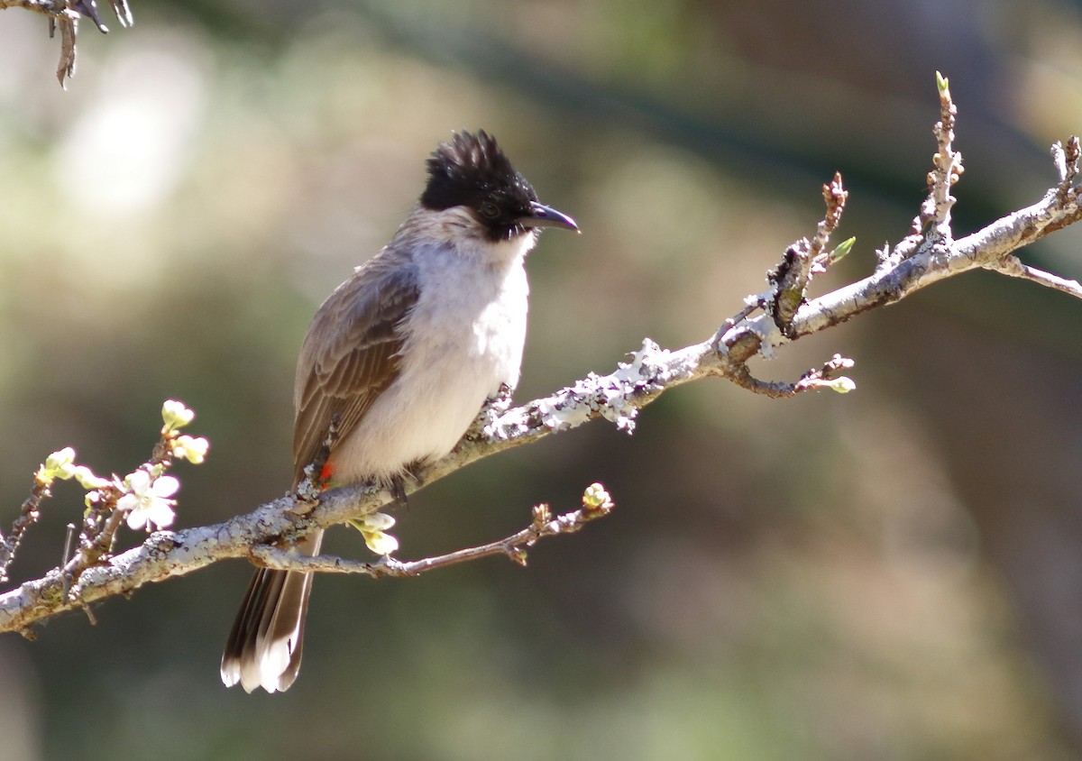 Bulbul Ventridorado - ML628037582