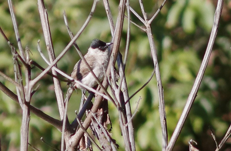 Bulbul Ventridorado - ML628037584