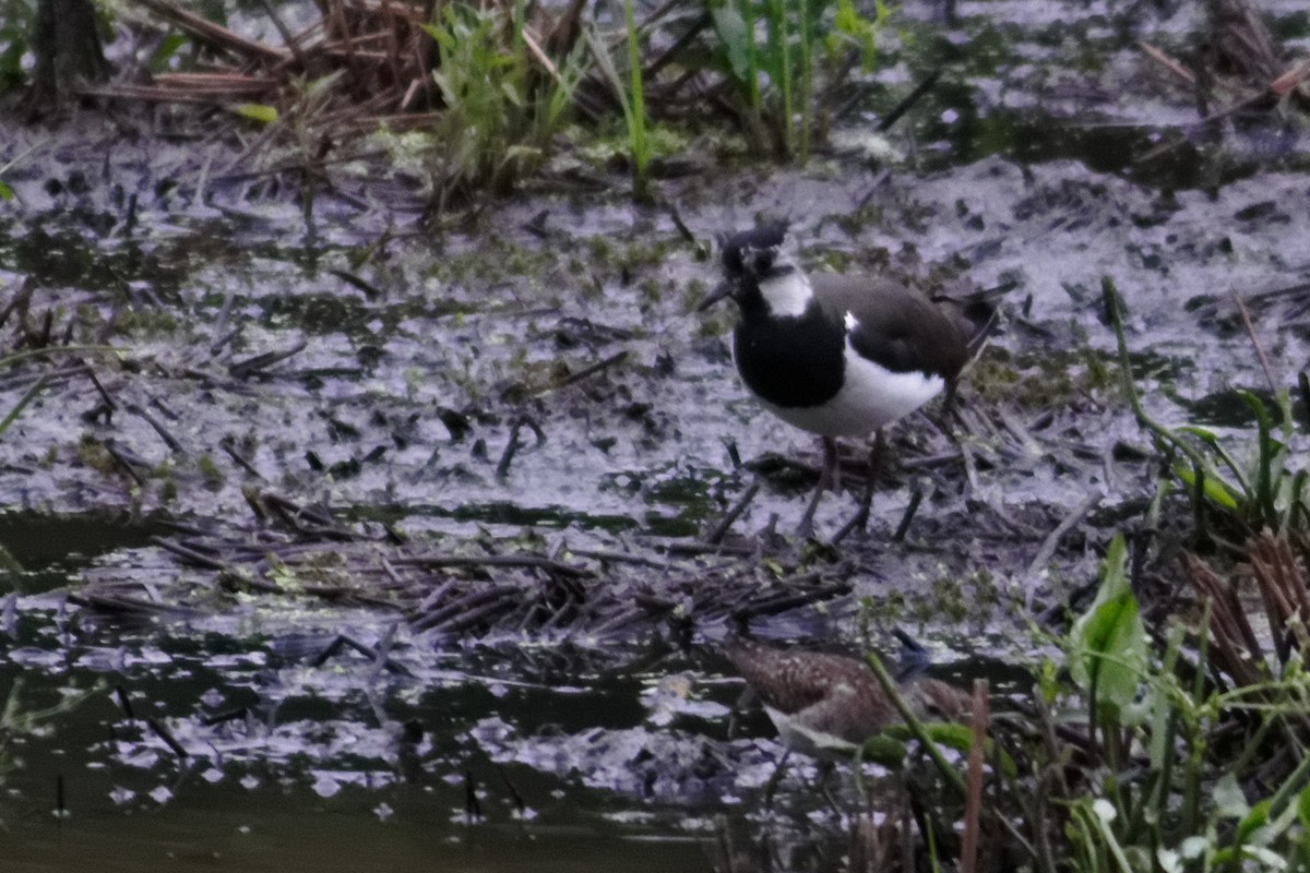 Northern Lapwing - ML628037602