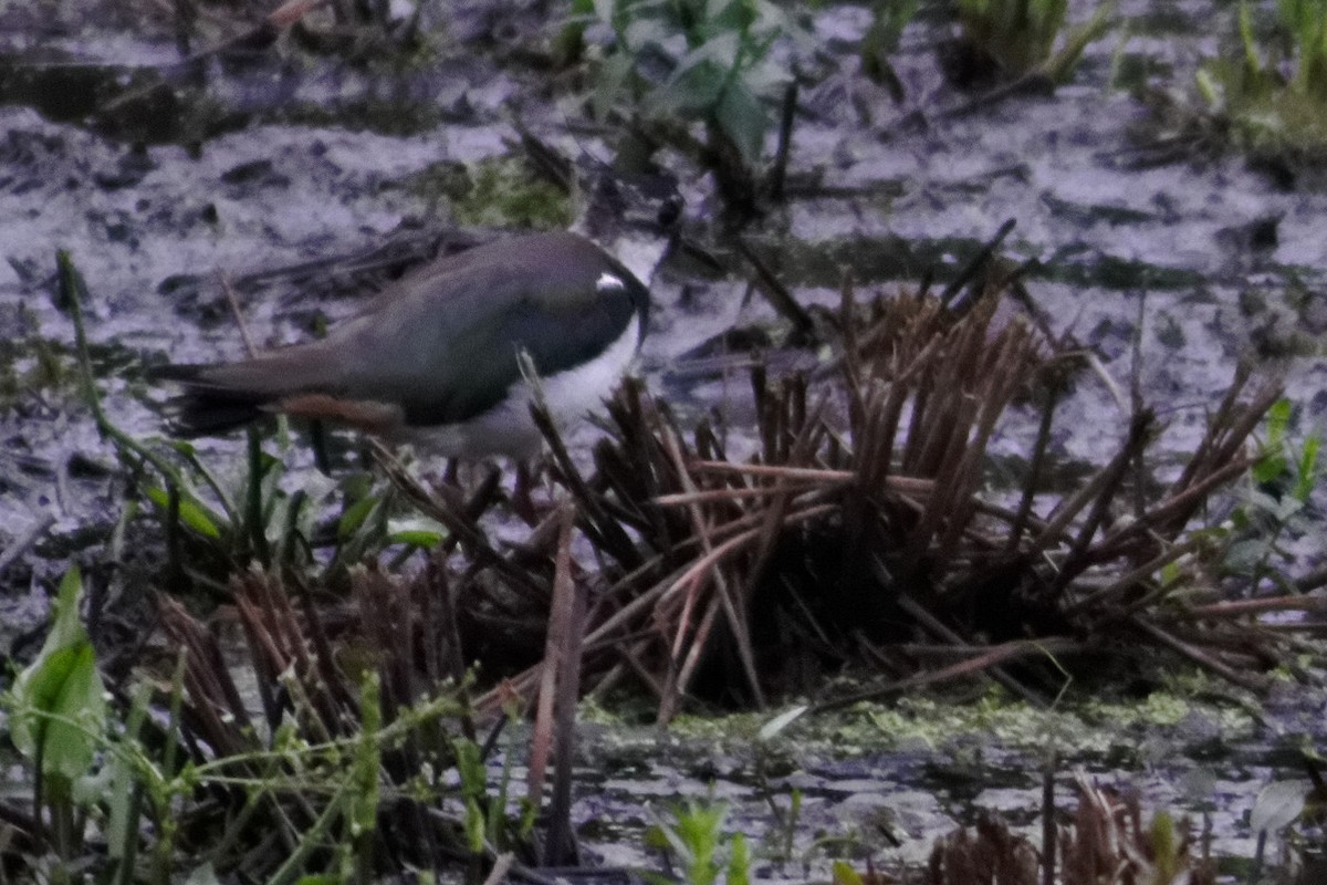 Northern Lapwing - ML628037607