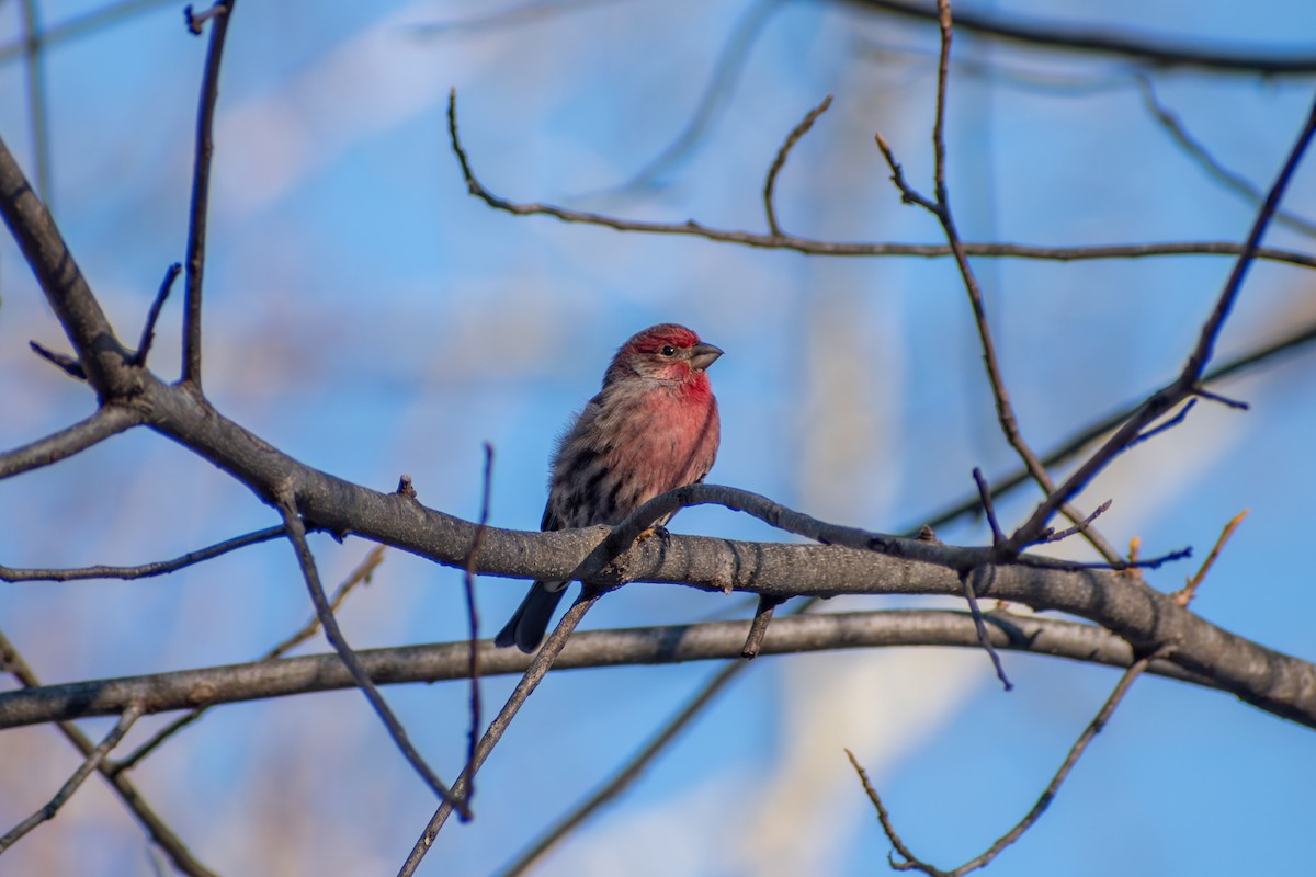 House Finch - ML628037659