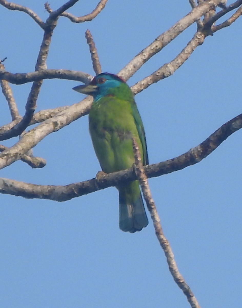 Blue-throated Barbet - ML628037697