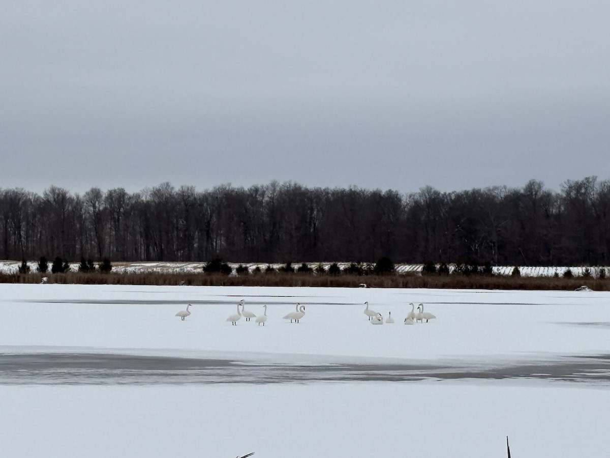 Trumpeter Swan - ML628037703