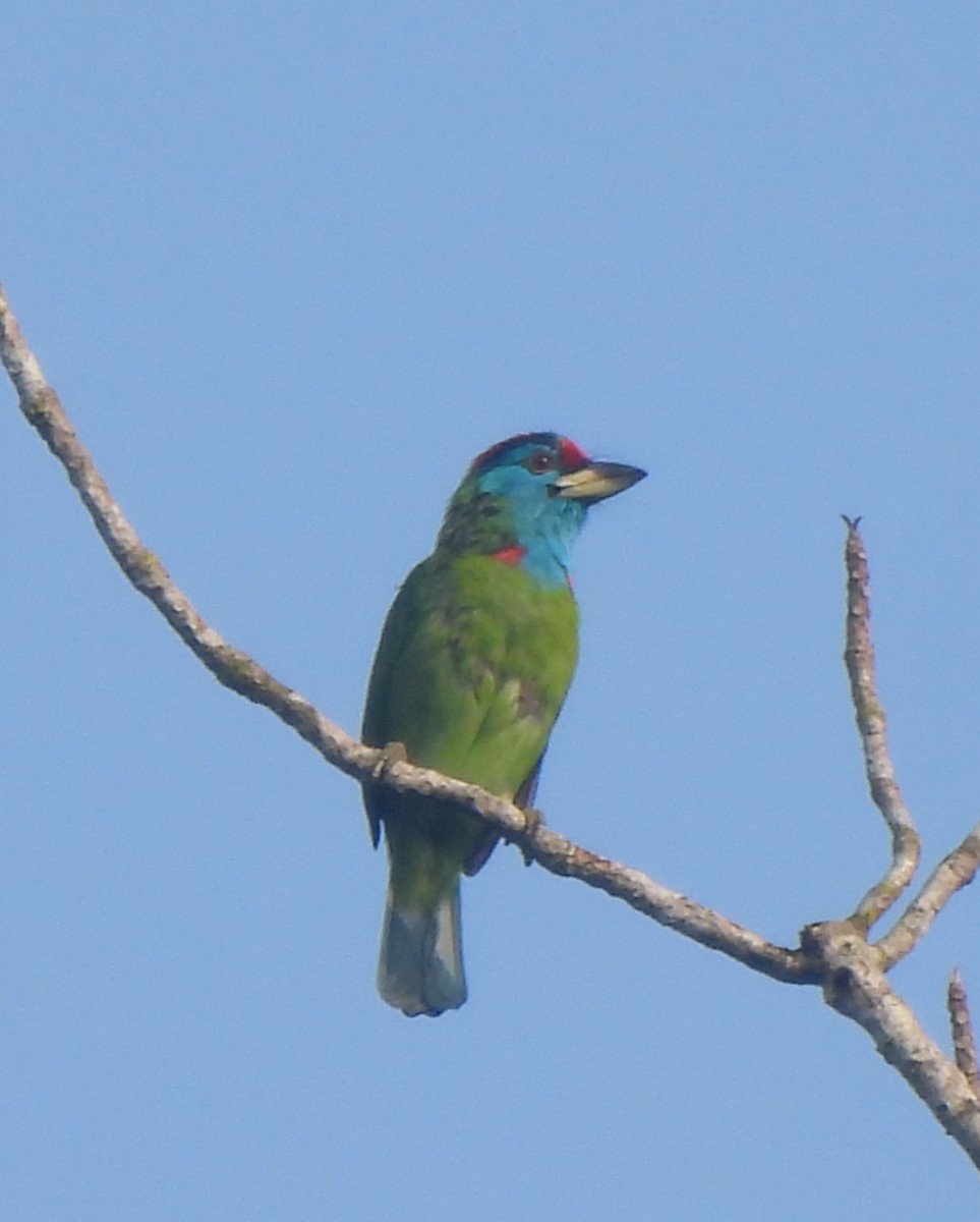 Blue-throated Barbet - ML628037709