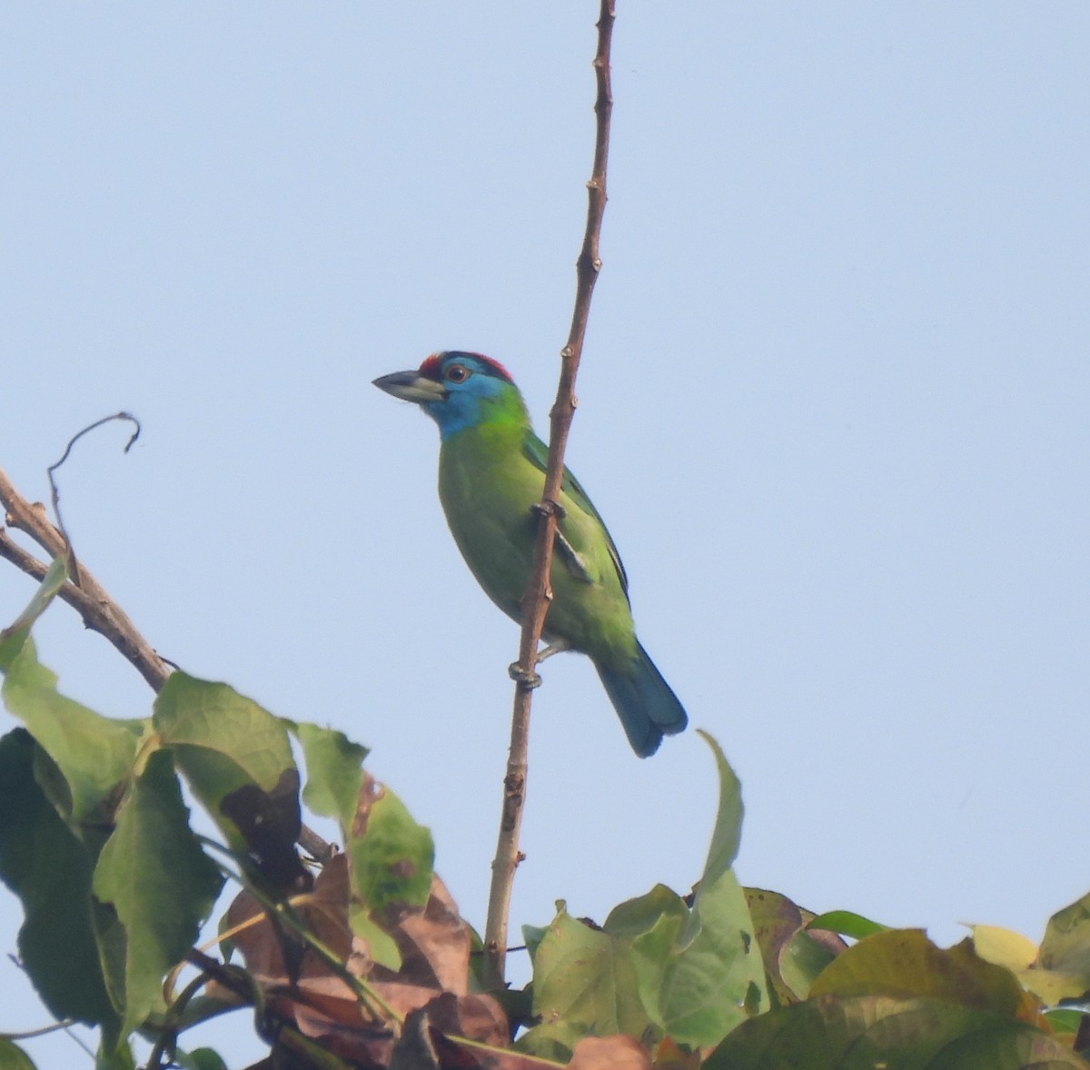 Blue-throated Barbet - ML628037725