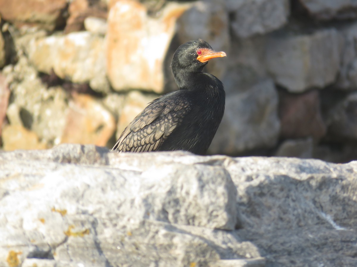 Crowned Cormorant - ML628037790