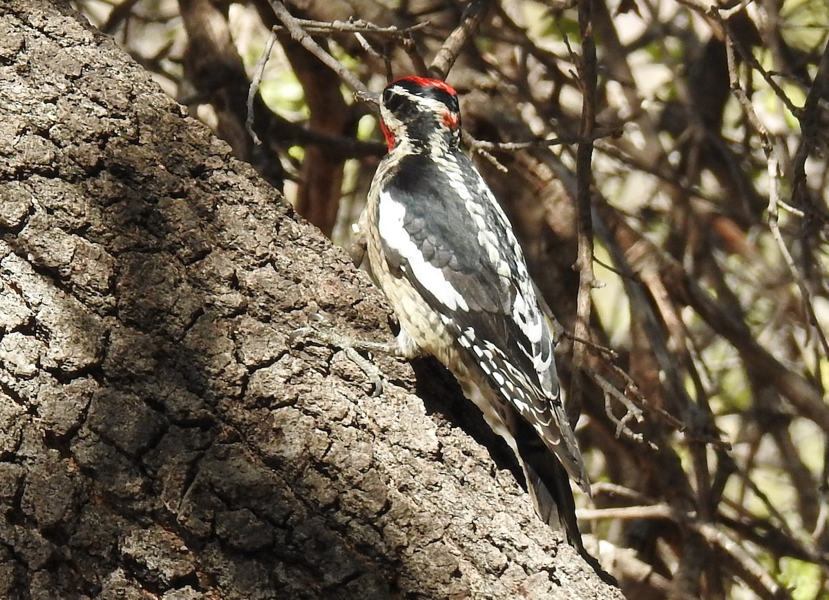 Red-naped Sapsucker - ML628037936