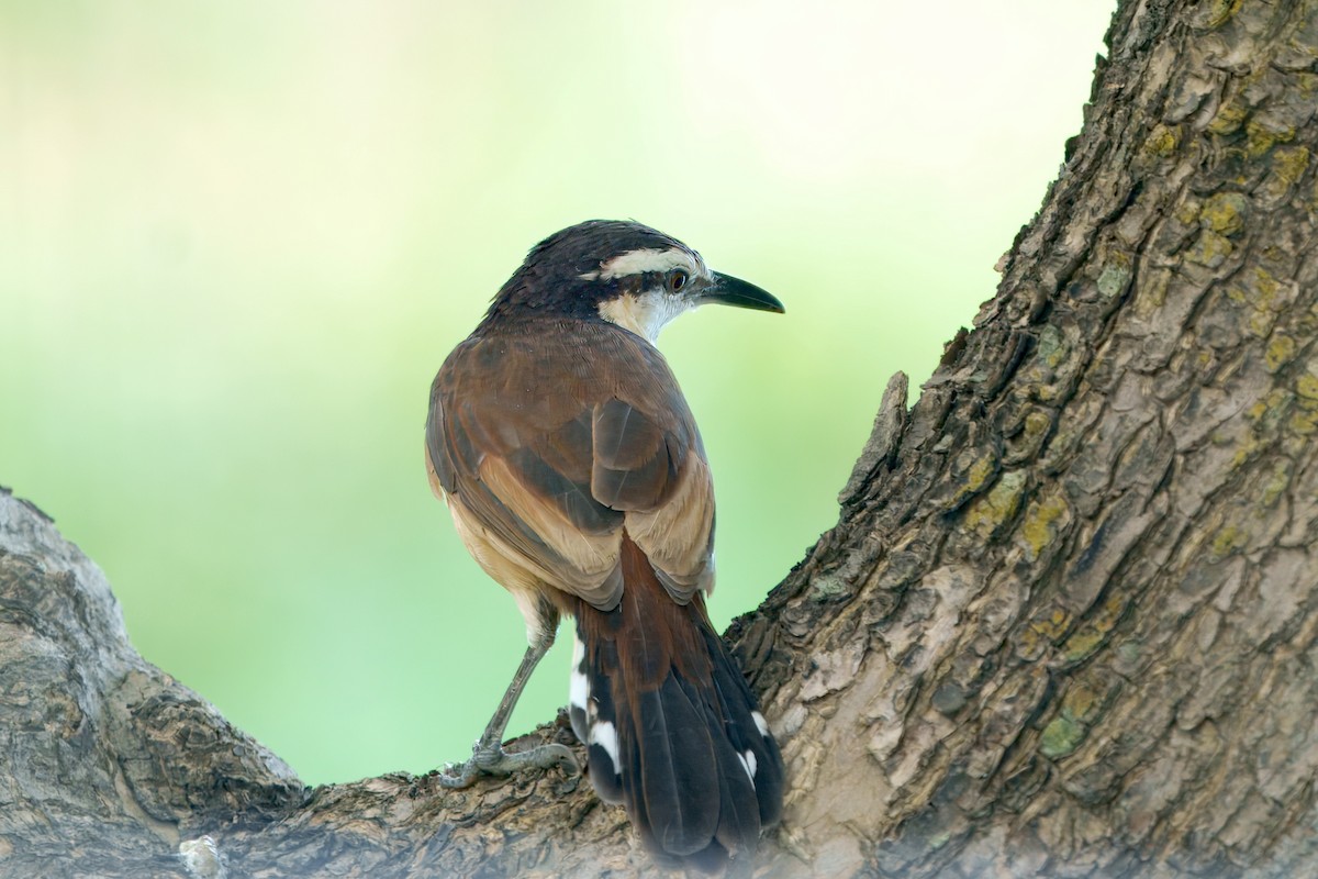 Bicolored Wren - ML628037950