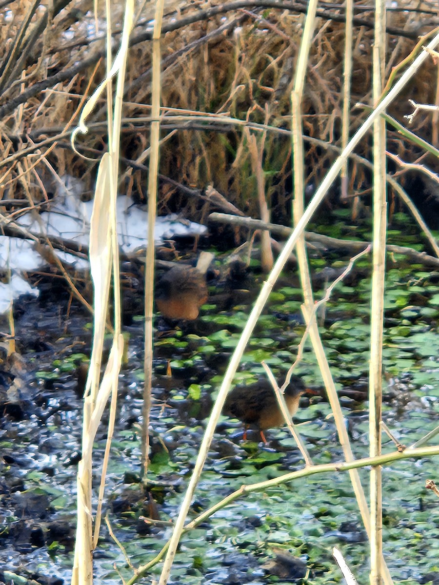 Virginia Rail - ML628037984