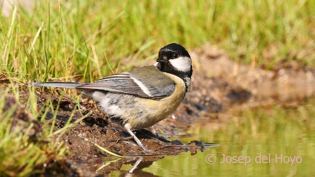 Great Tit - ML628037993