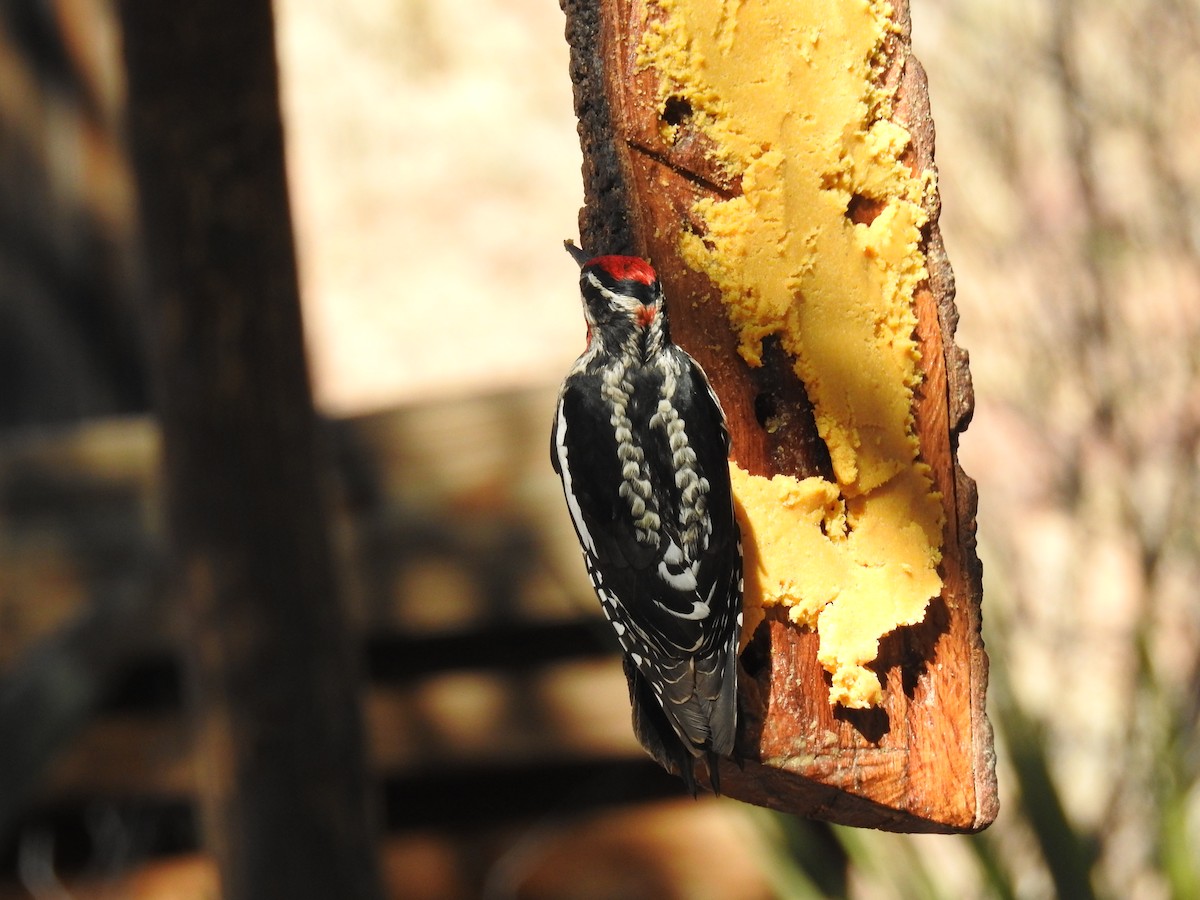 Red-naped Sapsucker - ML628038030