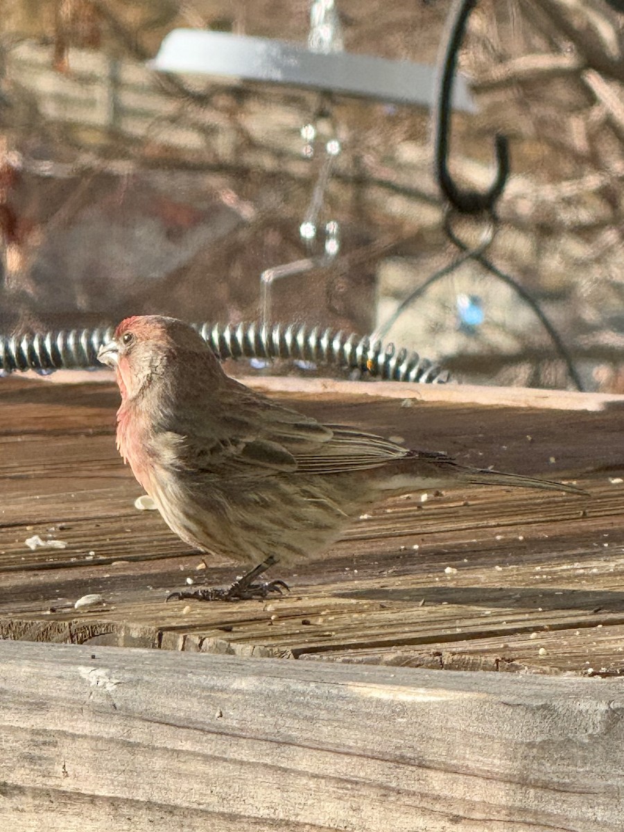 House Finch - ML628038043