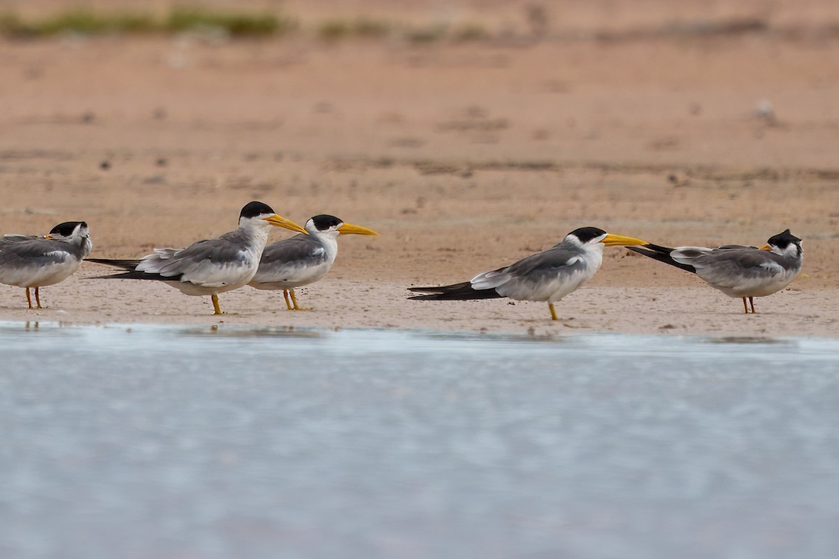 Large-billed Tern - ML628038053