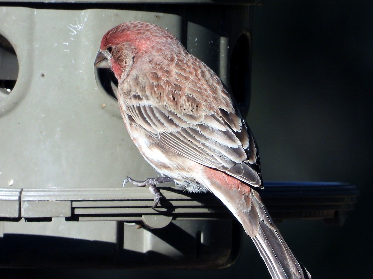 House Finch - ML628038071