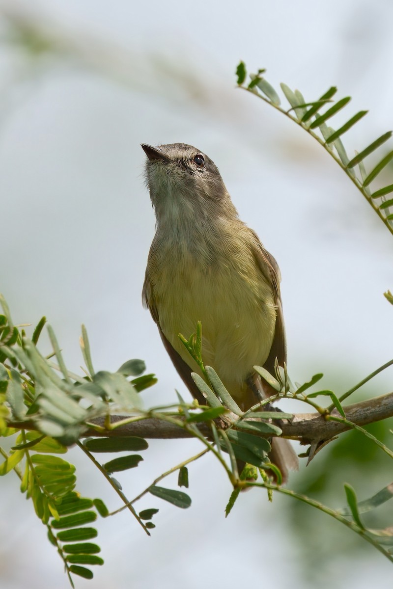 Slender-billed Tyrannulet - ML628038147