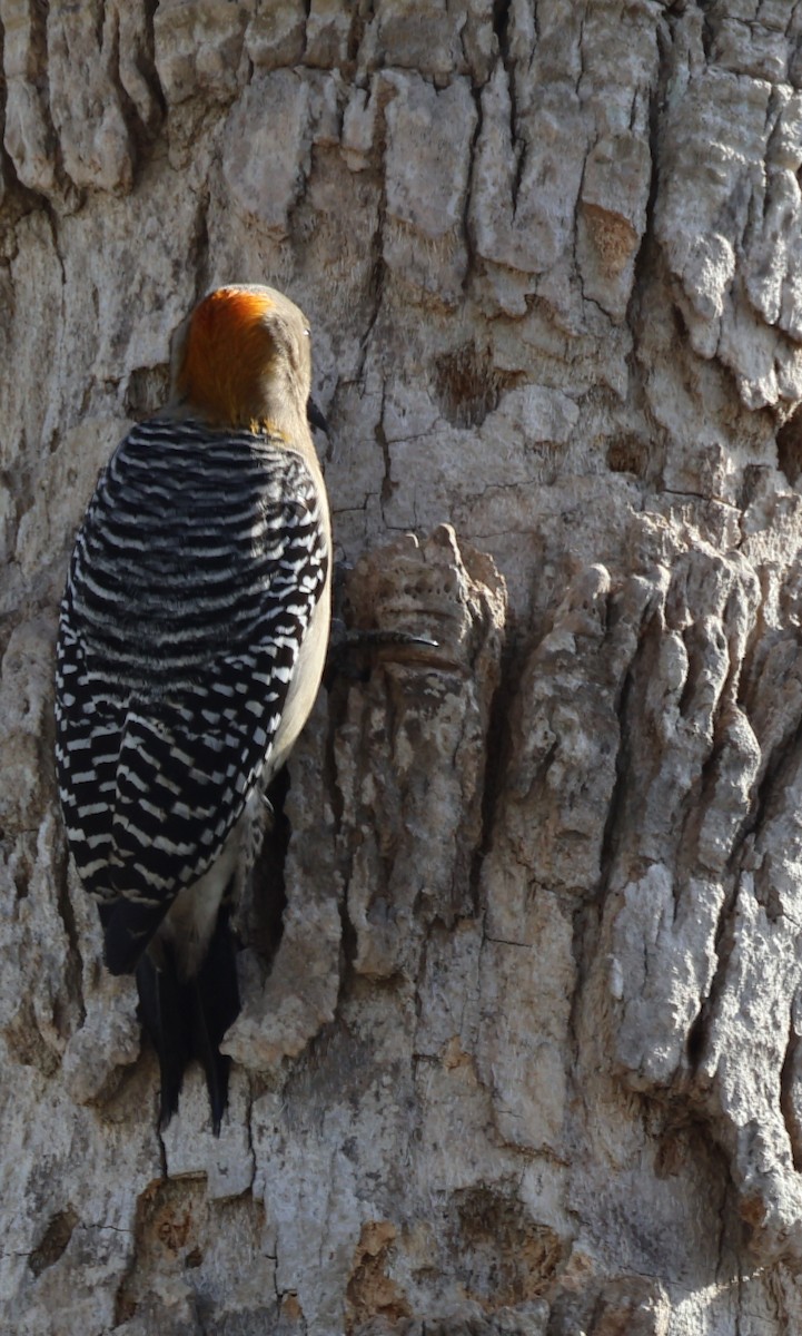 Golden-fronted Woodpecker - ML628038176