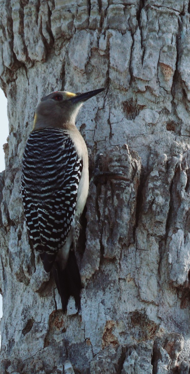 Golden-fronted Woodpecker - ML628038177