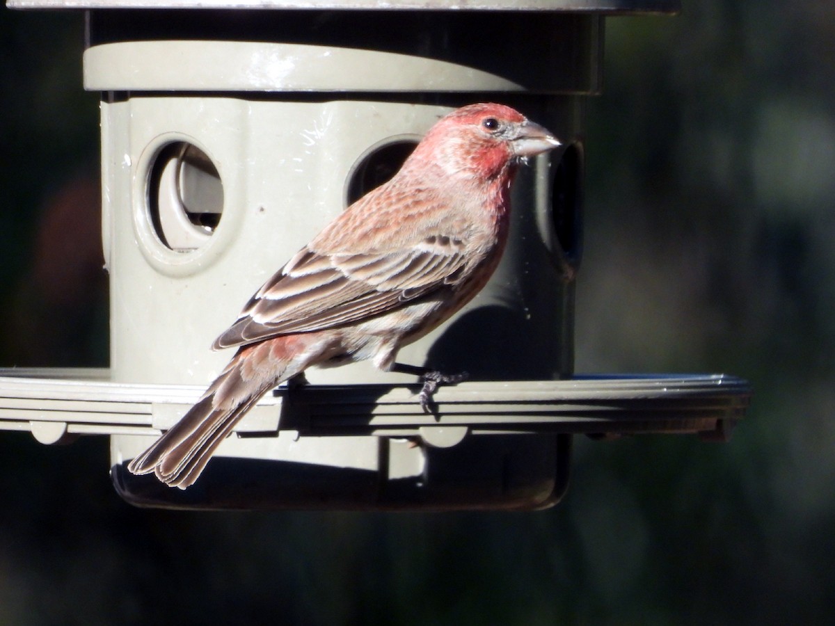 House Finch - ML628038204