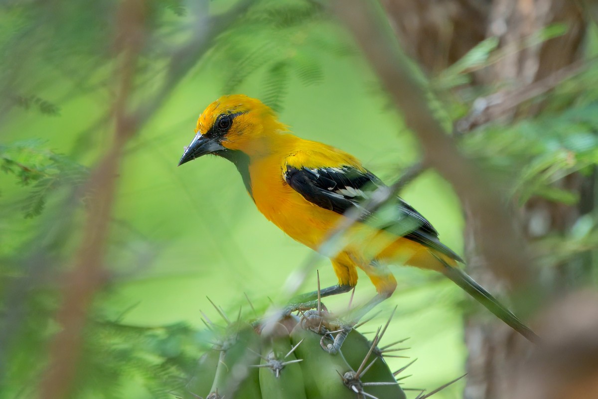 Yellow Oriole - ML628038205