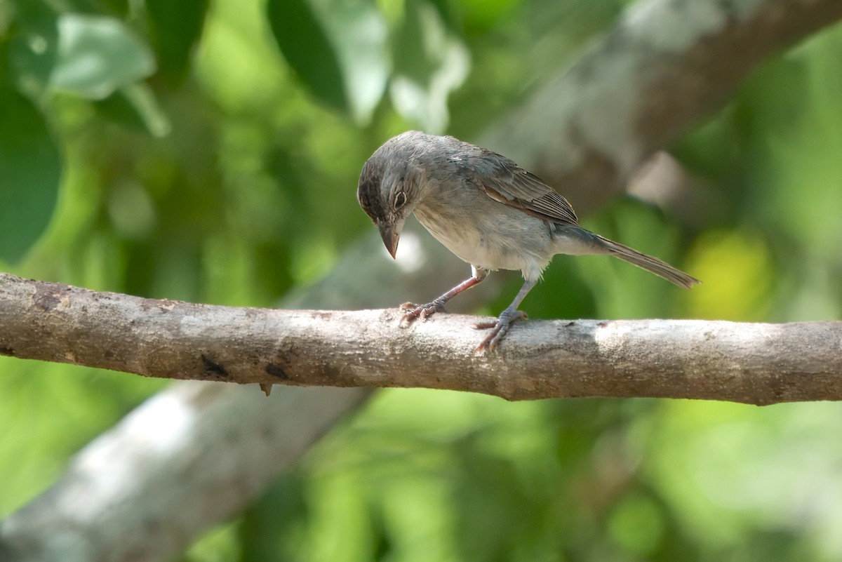 Pileated Finch - ML628038214