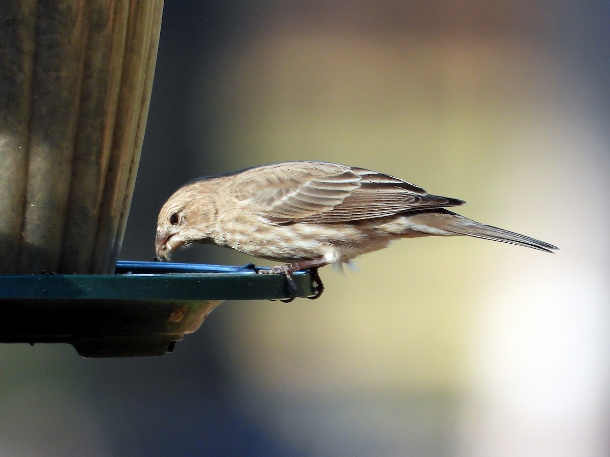 House Finch - ML628038249