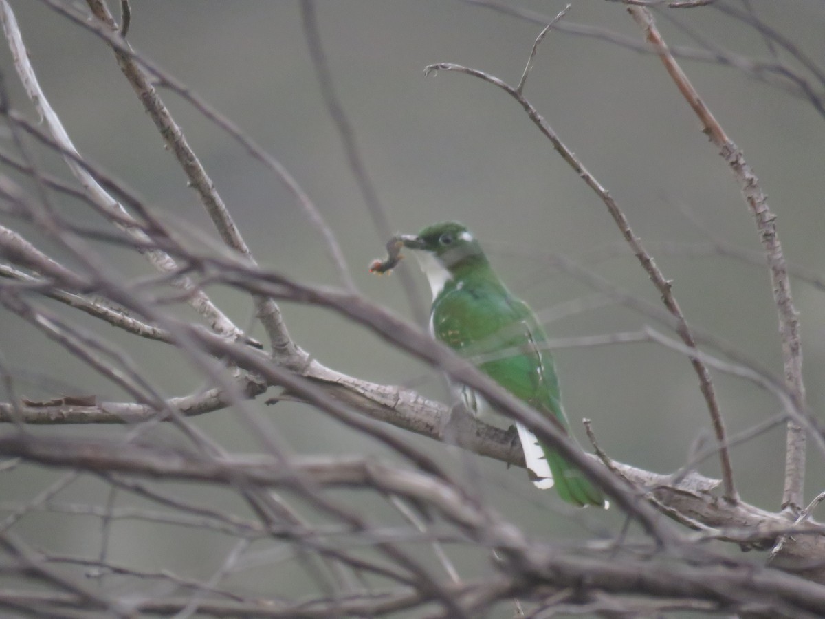 Klaas's Cuckoo - ML628038258