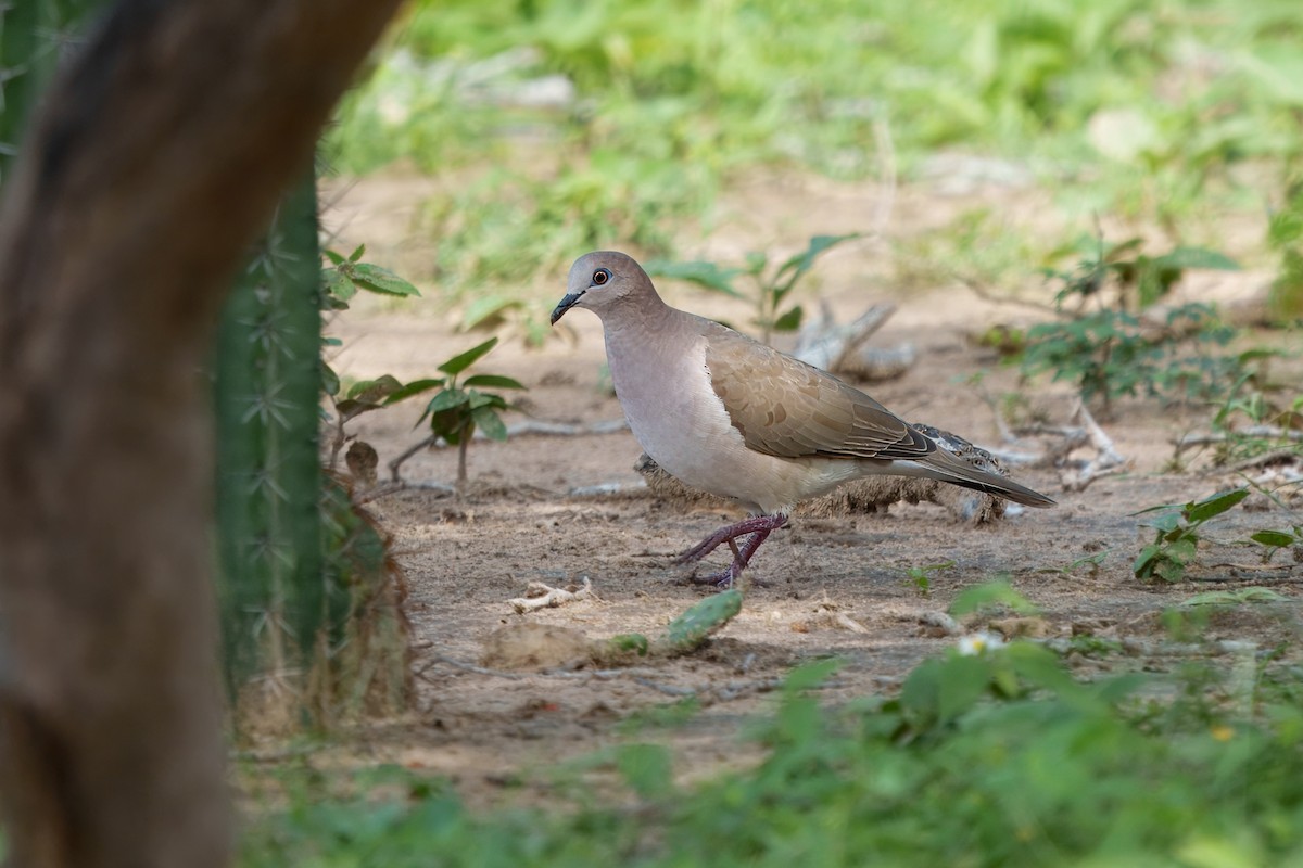 White-tipped Dove - ML628038259