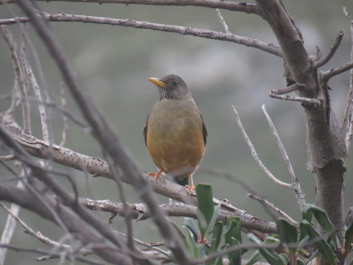 Olive Thrush - ML628038275