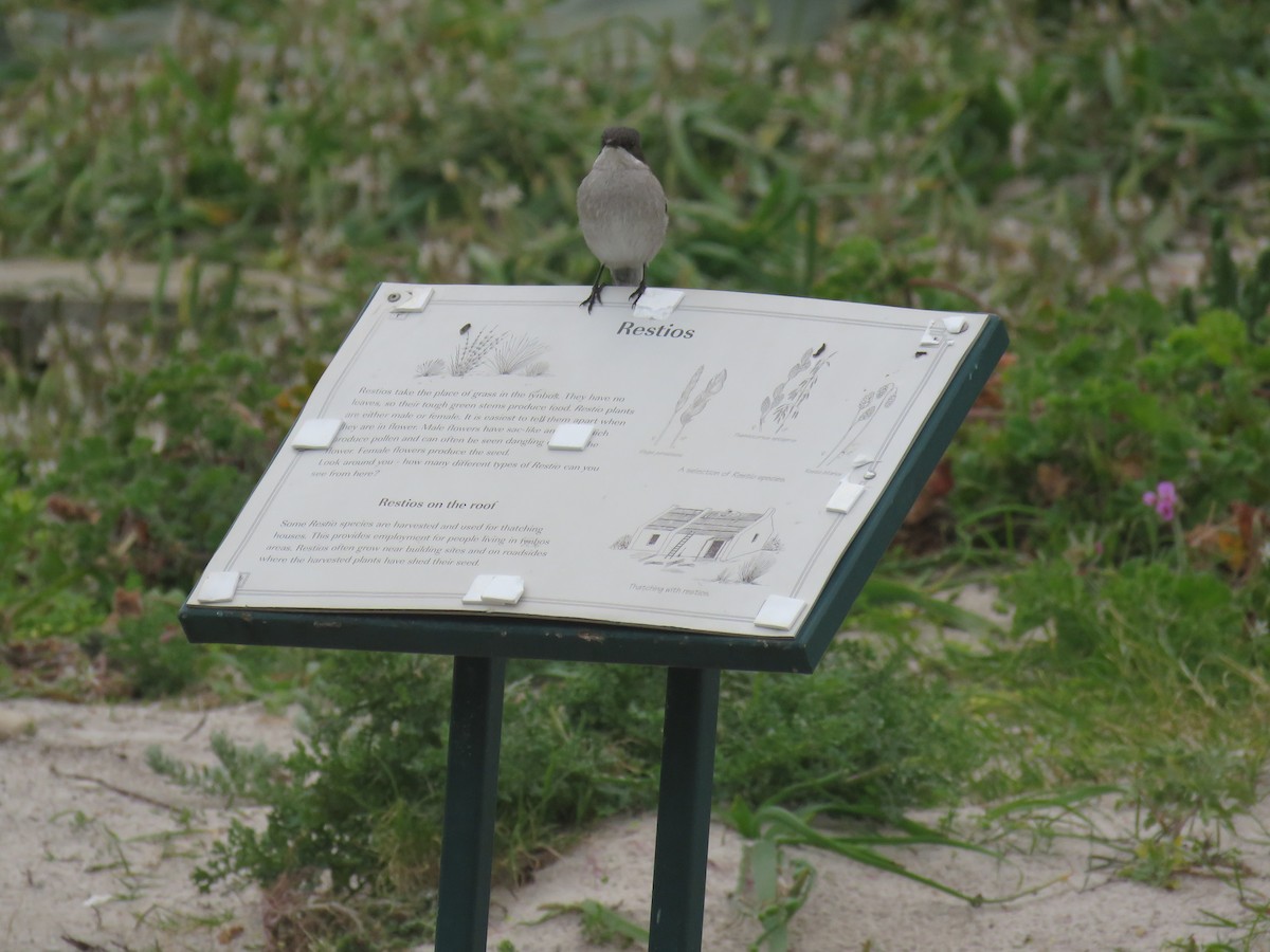 Fiscal Flycatcher - ML628038286