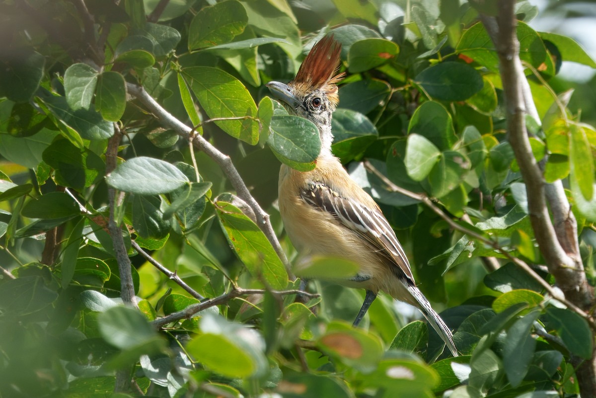 Black-crested Antshrike - ML628038287