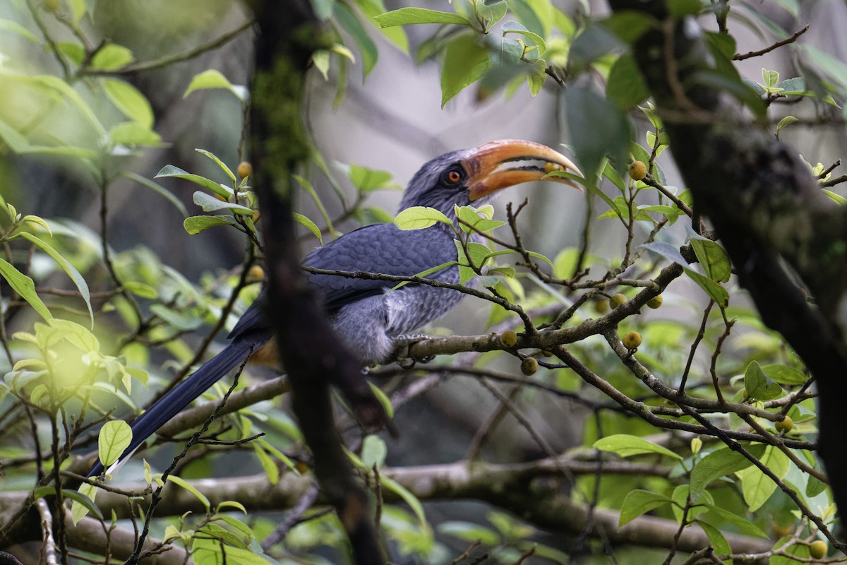 Malabar Gray Hornbill - ML628038289