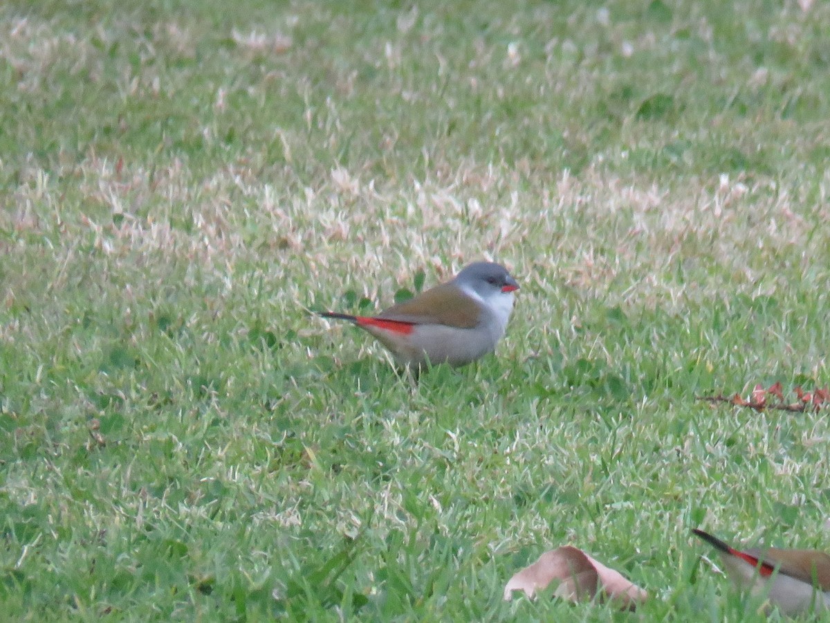 Swee Waxbill - ML628038294