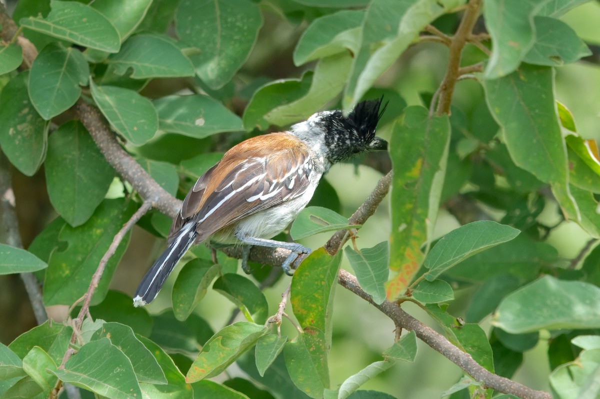 Black-crested Antshrike - ML628038298